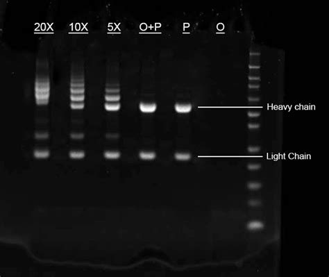 Buccutite™ Rapid Oligo Antibody Conjugation Kit Optimized For Labeling 100 Ug Protein Aat