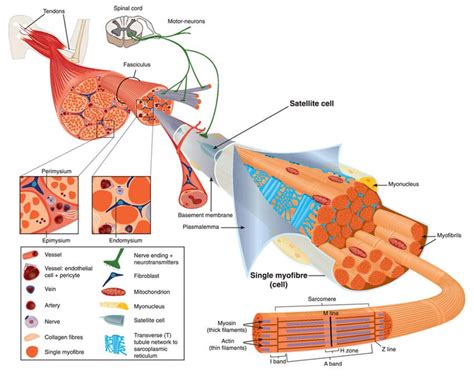 Endomysium Of Skeletal Muscle