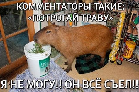 Пин от пользователя Elizabeth Kh на доске хаха хехе хихи в 2023 г ...