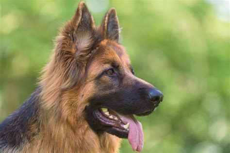 Alimentation du Berger allemand | Magazine zooplus