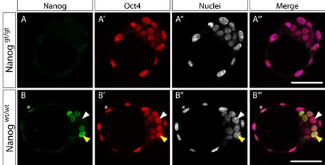 Oct4 Expression In Mutant And Control E35 Blastocysts Confocal Images