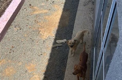 Polícia Civil resgata cachorros vítimas de maus tratos em Valparaíso de