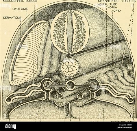 Anatomía Chordate Chordata Anatomía Comparativa J NEPHROSTOME