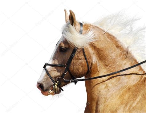 Palomino horse — Stock Photo © tristana #1256484