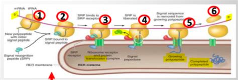 Endomembrane System And Membrane Trafficking 1 18 22 Flashcards Quizlet