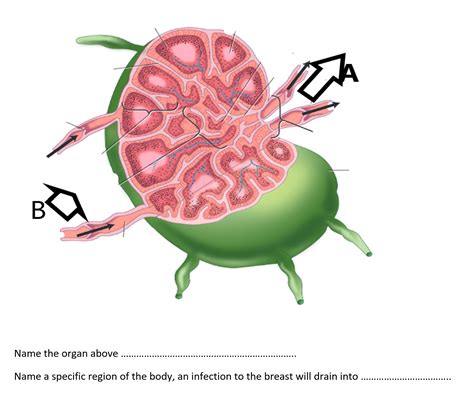 Solved Name The Organ Abovename A Specific Region Of The Chegg