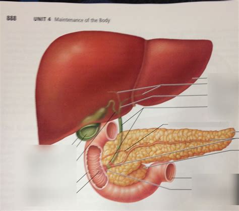 Pancreas Diagram Quizlet