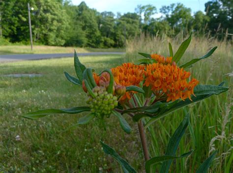 Butterfly Weed Growing In A No Mow Area Across The Road Fr Flickr