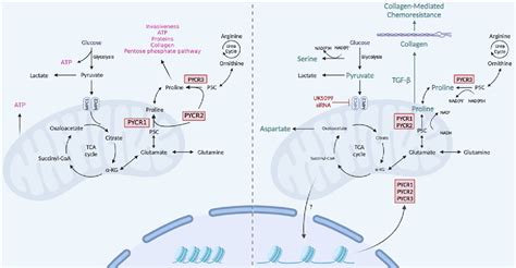 Figure 8 From Loss Of Mitochondrial Pyruvate Carrier 1 Supports Proline