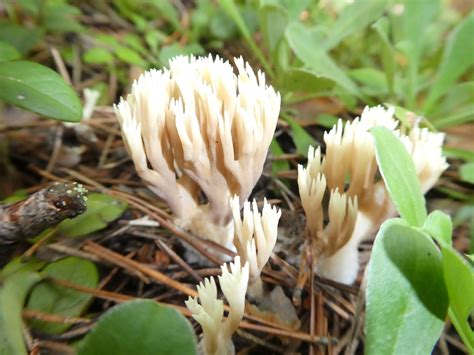 White Coral Fungus From On