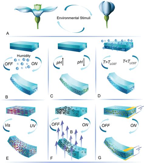 Bioinspired Soft Actuators Made Of Soft Smart Materials A