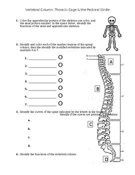 Vertebral Column Anatomy Worksheet