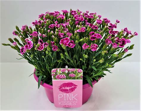 Lauko Augalas Gvazdikas Cm Lot Dianthus Pink Kisses