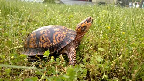 Baby Box Turtles Hatching