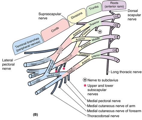 LOCO anatomy - diagrams and pictures Diagram | Quizlet