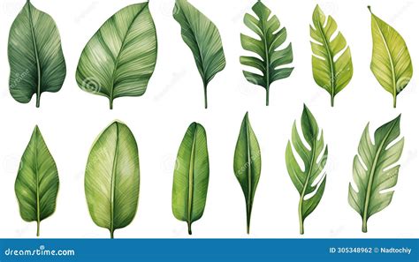 Watercolor Drawing Set Of Tropical Leaves Banana Stock Photo Image