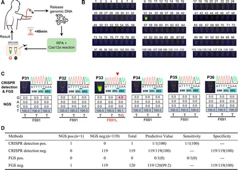 Frontiers Rapid And Sensitive Diagnosis Of Drug Resistant Flt F L