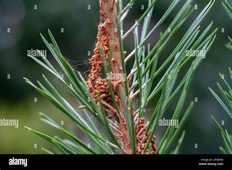 Krankheiten Der Nadelb Ume Parasiten Der Kiefer Holz Skleroderriose