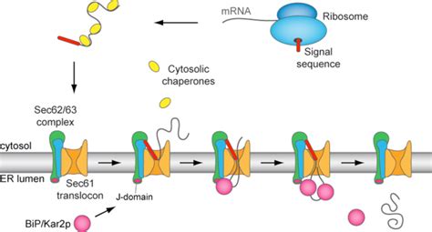 Schematic Illustration Of The Post Translational Translocation Of A Download Scientific Diagram