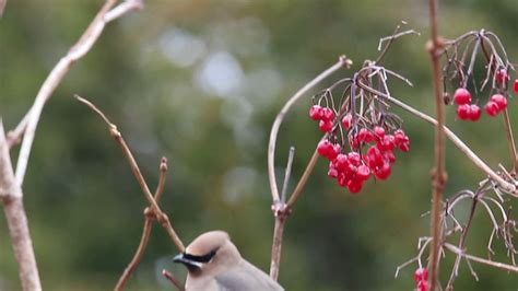 Cedar Waxwings Feeding On Berries Youtube