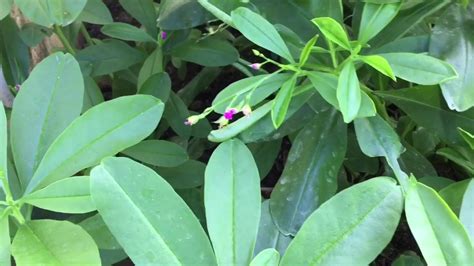 How Philippine Spinach Talilong Plant Look Like Youtube