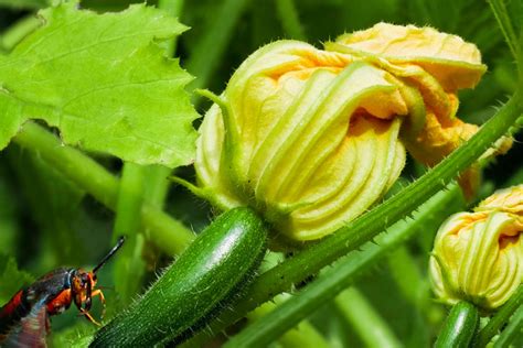 5 Tips For Growing Great Zucchini