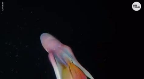 🔥 Rare rainbow blanket octopus caught on camera off the coast of the ...