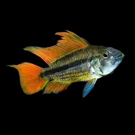 Apistogramma – Sims Tropical Fish | Tropical Fish, Aquarium, Fish Store