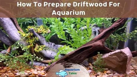 How To Process Driftwood For Aquarium A Comprehensive Guide