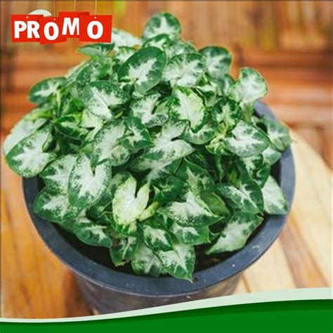 Jual Big Sale Tanaman Hias Syngonium Pixie Singonium Mini Keladi