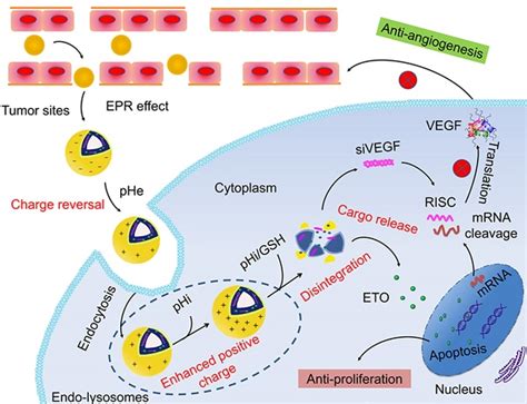 Co Delivery Of Vegf Sirna And Etoposide For Enhanced Anti Angiogenesis