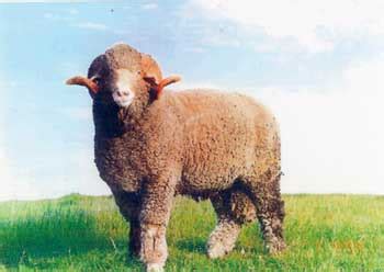 Rambouillet Sheep | Oklahoma State University