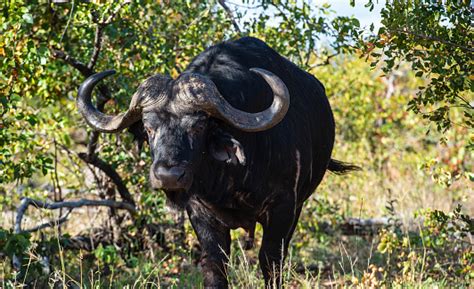 Photo Libre De Droit De Buffle Dafrique Ancienne Ou Buffle Du Cap