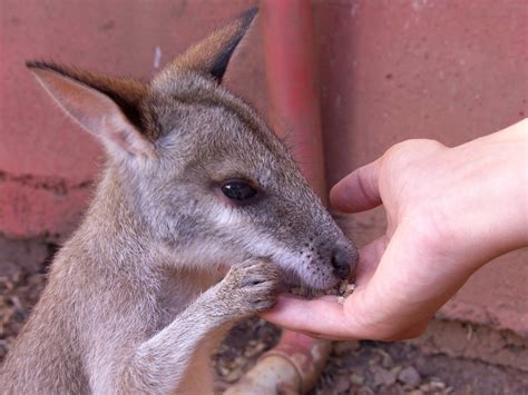 Baby Kangaroo Wallpaper - WallpaperSafari