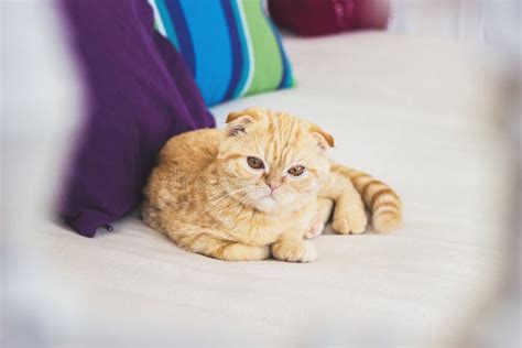 Sceptic Cat Stock Photo Image Of Home Interior Grumpy 93357506