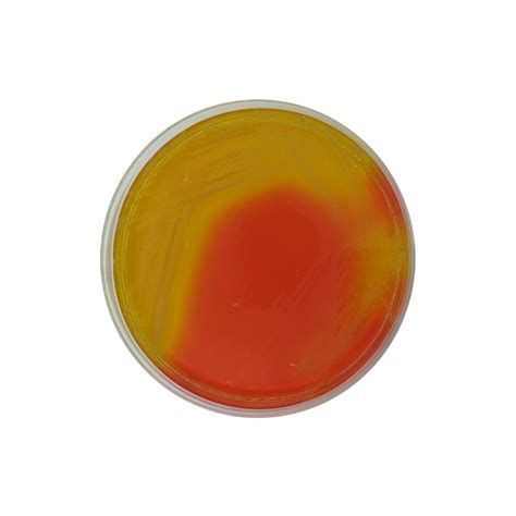 Burkholderia Cepacia Selective Agar Base Usp Formato G