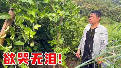 大雨过后的风景很美，但男二号家的百香果就遭殃了，这可怎么办？【男二号v】 Youtube