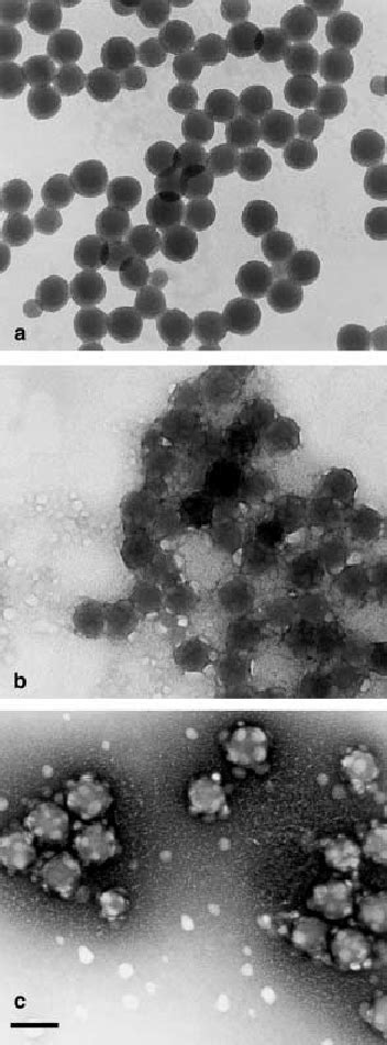 Transmission Electron Microscope Micrographs Of A Bare Silica Particles