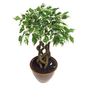 Artificial Ficus Bonsai Plant With Ceramic Pot Elen India