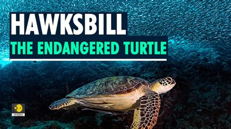 Hawksbill Sea Turtle Endangered - Central America Endangered Species ...