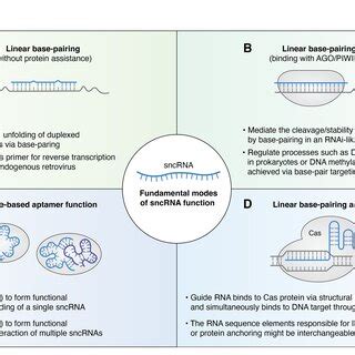 Different modes of sncRNA function, using linear base-pairing, 3D ...