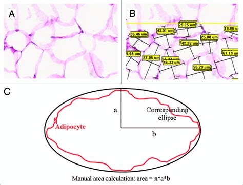 Manual Adipocyte Measurement Original H E Image Of Gonadal Fat Tissue