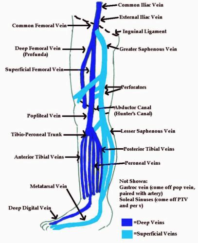 Femoral Vein Anatomy Anatomy Reading Source