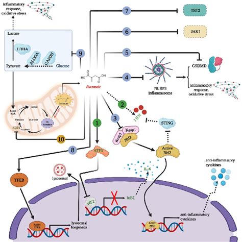 The Classical Signaling Pathways By Which Itaconate Regulates The Download Scientific Diagram