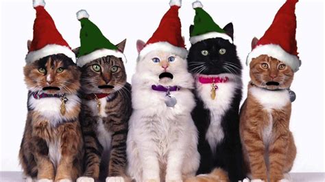 Singing Cats Celebrate Christmas With Us And Get The Perfect T