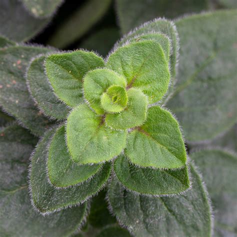 Origanum Vulgare Hot And Spicy [oregano] Leafwise