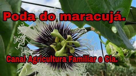 Como fazer a poda de formação do maracujazeiro produção de maracuja