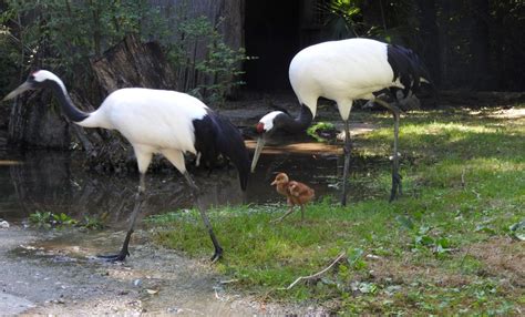 Al Parco Natura Viva Nato Kiki Unico Pulcino Di Gru Della Manciuria