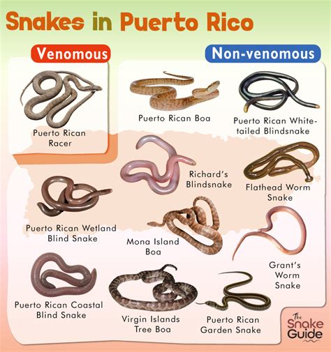 List Of Common Venomous And Non Venomous Snakes In Jamaica With Pictures