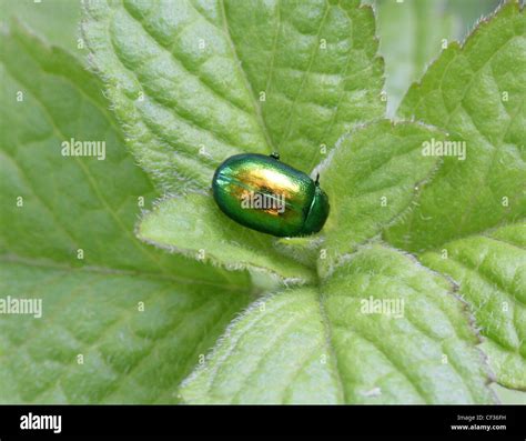 Mint Leaf Beetle Chrysolina Menthastri Chrysomelidae Coleoptera Uk